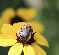 Melissodes trinodis