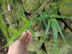 Leptochilus ellipticus