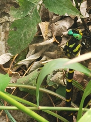 Anotogaster sieboldii