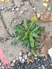 Hypochaeris glabra