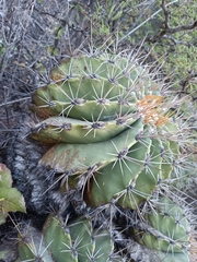 Ferocactus echidne