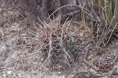 Thelocactus bicolor bicolor
