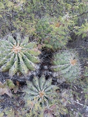 Ferocactus echidne