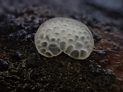 Favolaschia nipponica