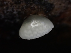 Favolaschia nipponica