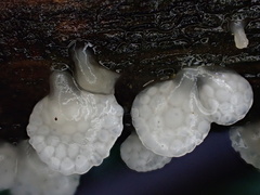 Favolaschia nipponica