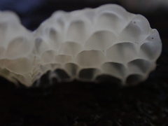 Favolaschia nipponica