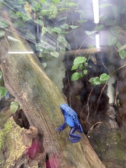 Dendrobates tinctorius