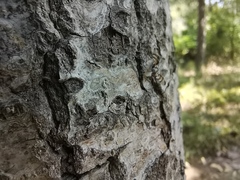 Myennis octopunctata