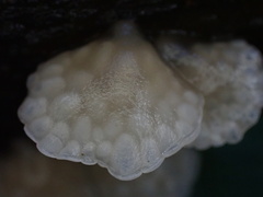 Favolaschia nipponica