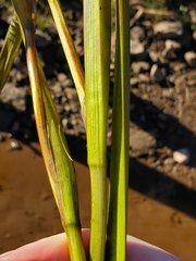 Sparganium americanum