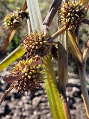 Sparganium americanum