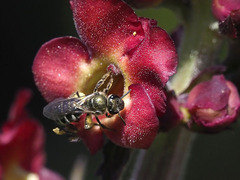 Lasioglossum chalcodes