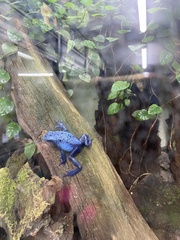 Dendrobates tinctorius