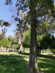 Ficus
