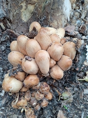 Coprinellus saccharinus