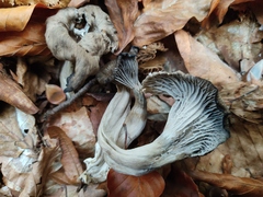 Craterellus cinereus