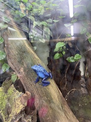 Dendrobates tinctorius