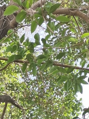 Ficus