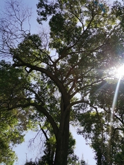 Ficus