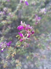 Dalea bicolor