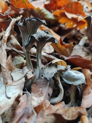 Craterellus cinereus