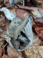 Craterellus cinereus