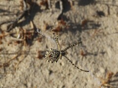 Argiope australis
