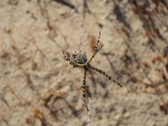 Argiope australis
