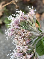 Eupatorium cannabinum