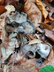 Craterellus cinereus