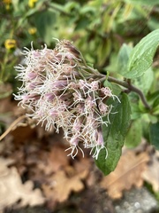 Eupatorium cannabinum