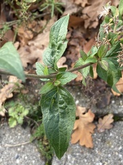Eupatorium cannabinum