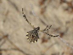 Argiope australis