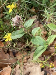 Eupatorium cannabinum