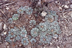 Lophophora williamsii