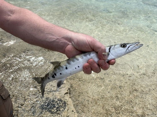 Great Barracuda