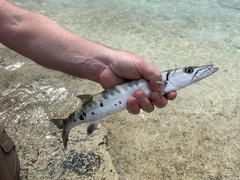 Great Barracuda