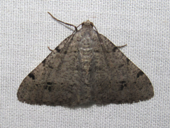 Digrammia pallidata