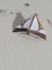 Agrioglypta eurytusalis