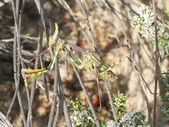 Empusa binotata