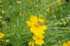 Polytremis pellucida