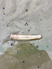 Ensis