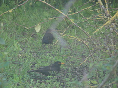 Turdus merula