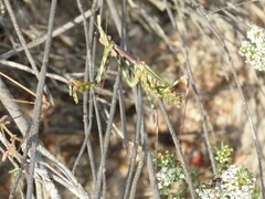 Empusa binotata