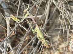 Empusa binotata