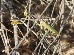 Empusa binotata