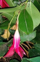 Mandevilla sanderi