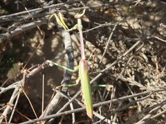 Empusa binotata