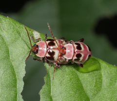 Oedionychina